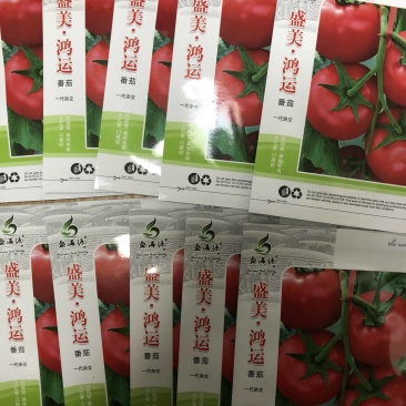红果番茄种子口感番茄种子好吃