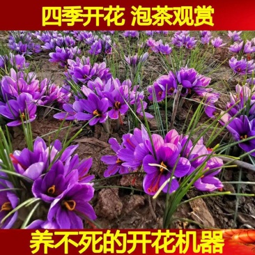 藏红花种球种子四季种植室内阳台花卉植物冬季西红花苗种球根