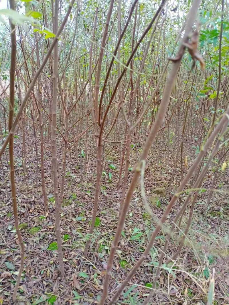 文冠果苗1年苗40公分以上的，2公分以上的基地直销