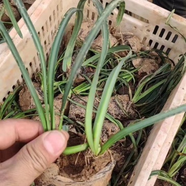 红花石蒜，彼岸花，一手货源，基地直发，大量有货