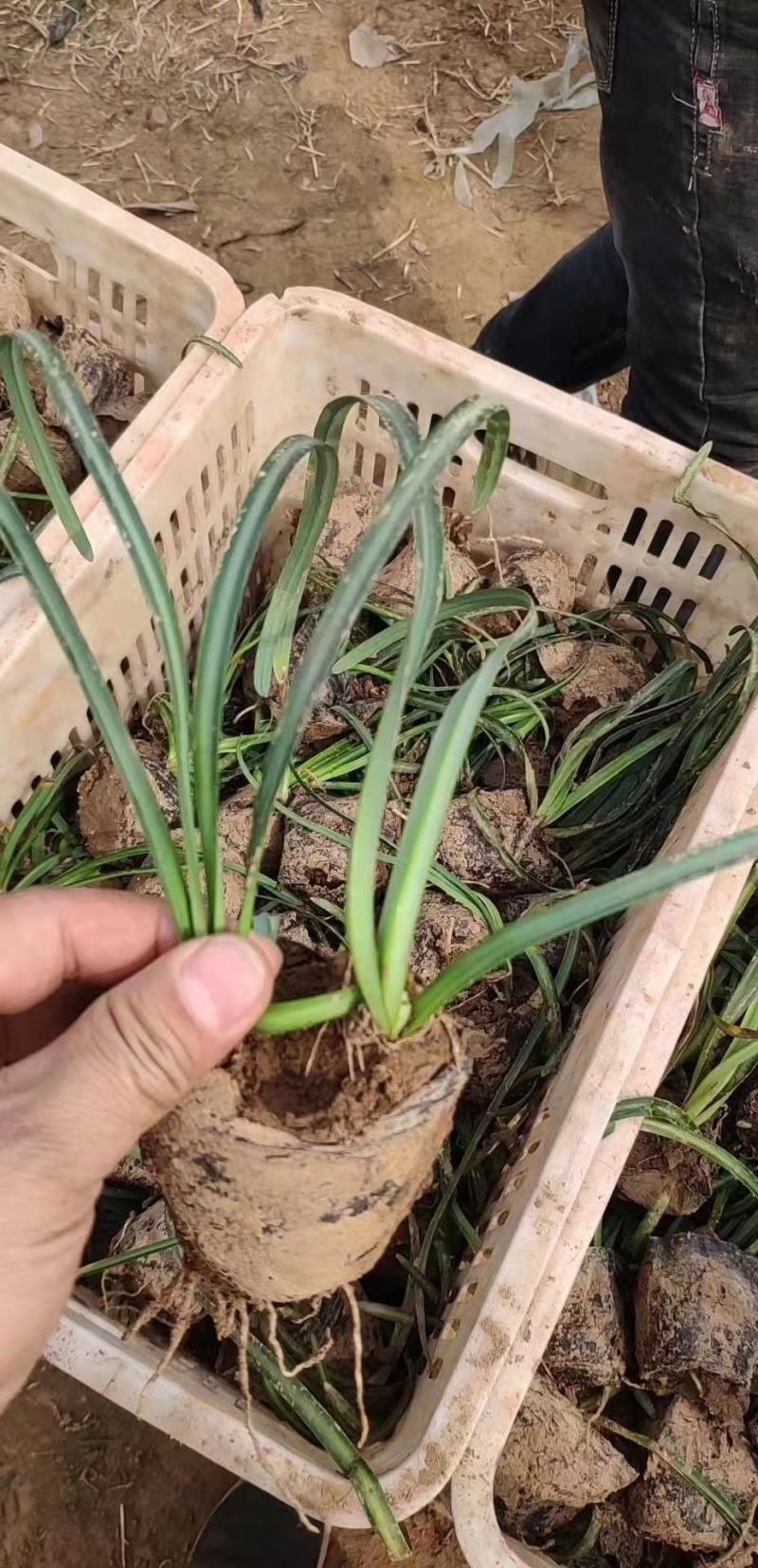红花石蒜彼岸花，工程用，基地自产自销常年有货，苗圃直发
