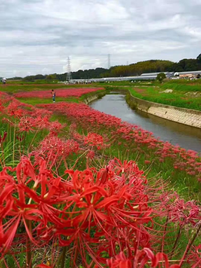 红花石蒜彼岸花，工程用，基地自产自销常年有货，苗圃直发
