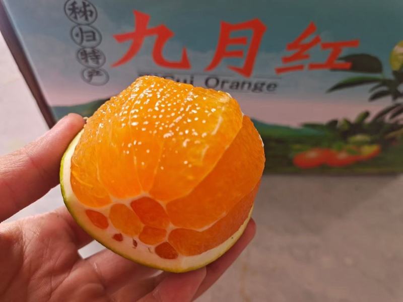 1果冻橙九月红肉厚细腻纯甜爆汁入口化渣