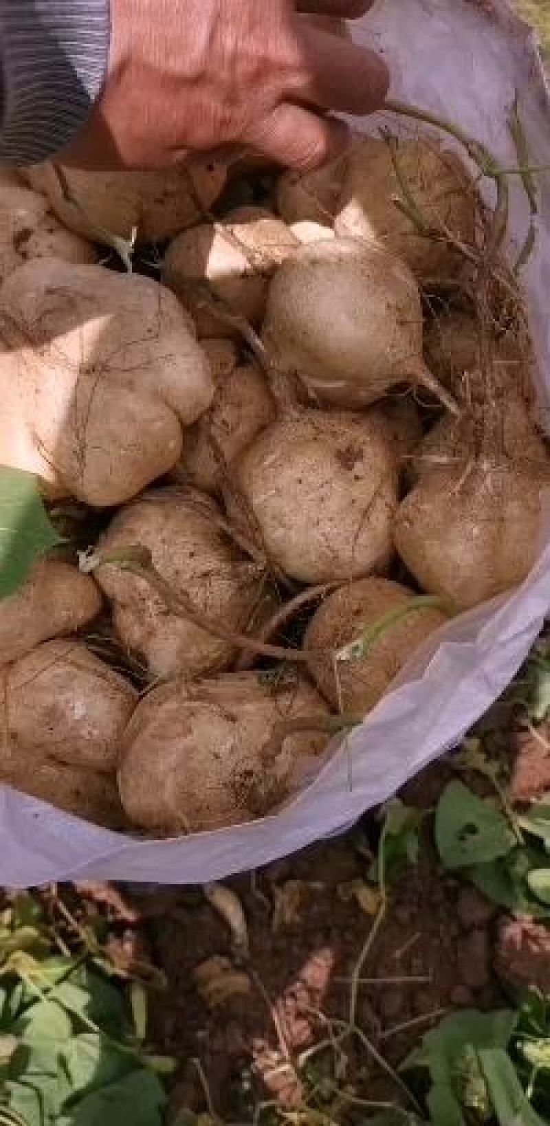 豆薯土瓜四川土瓜会东县土瓜口感清甜多汁个头匀称