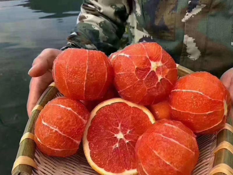 【推荐】中华红血橙水分充足口感甜入口即化可视频看货