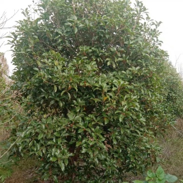桂花树精品桂花树直径2.5米规格齐全基地直供