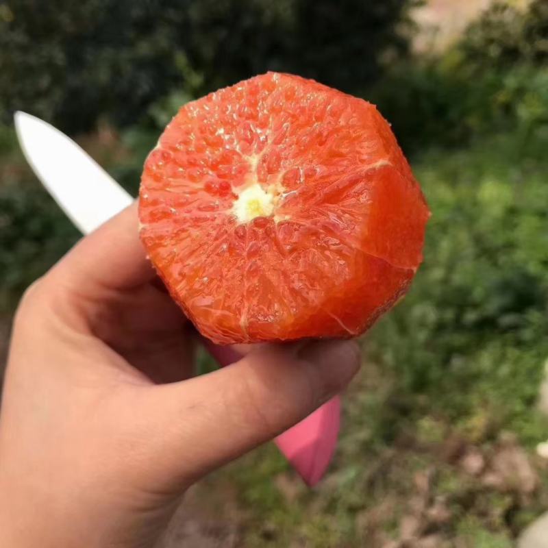 1️⃣中华红血橙可视频看货水分充足口感纯甜
