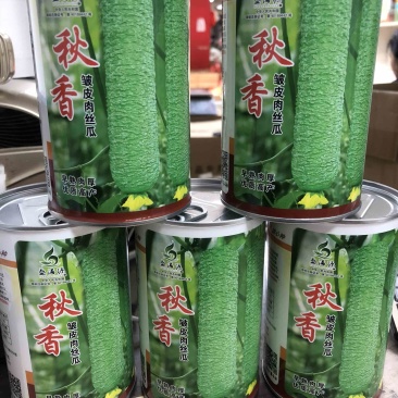 秋香春秋两用皱皮丝瓜种子早熟高产