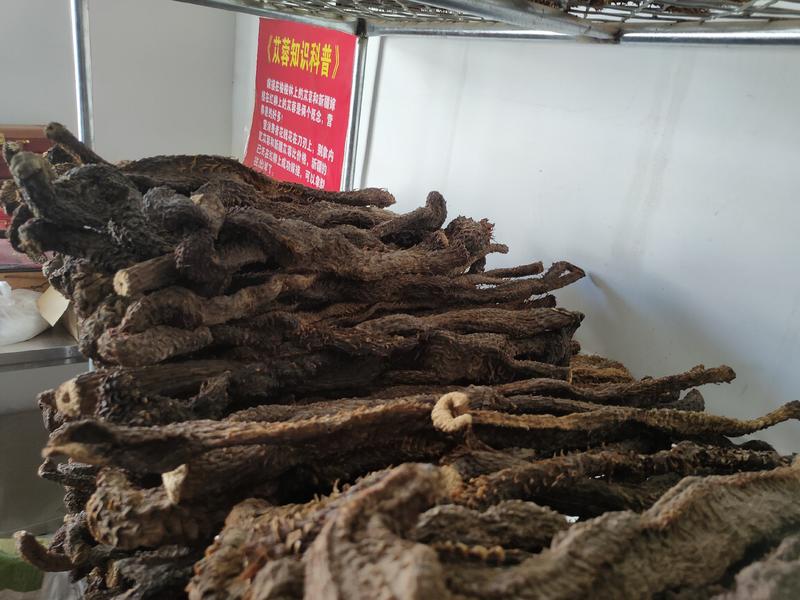 内蒙古阿拉善野生肉苁蓉产地批发可一件代发