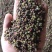 云南昭通鲁甸青花椒金沙江边低海拔.麻度高