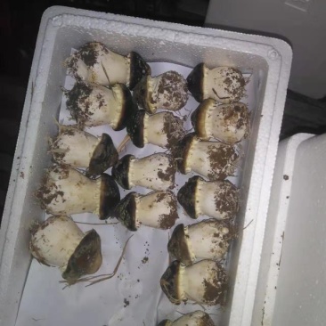 球盖菇
