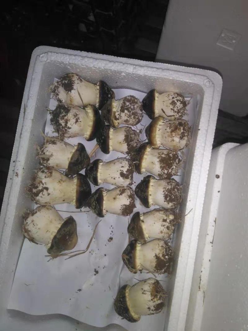 球盖菇