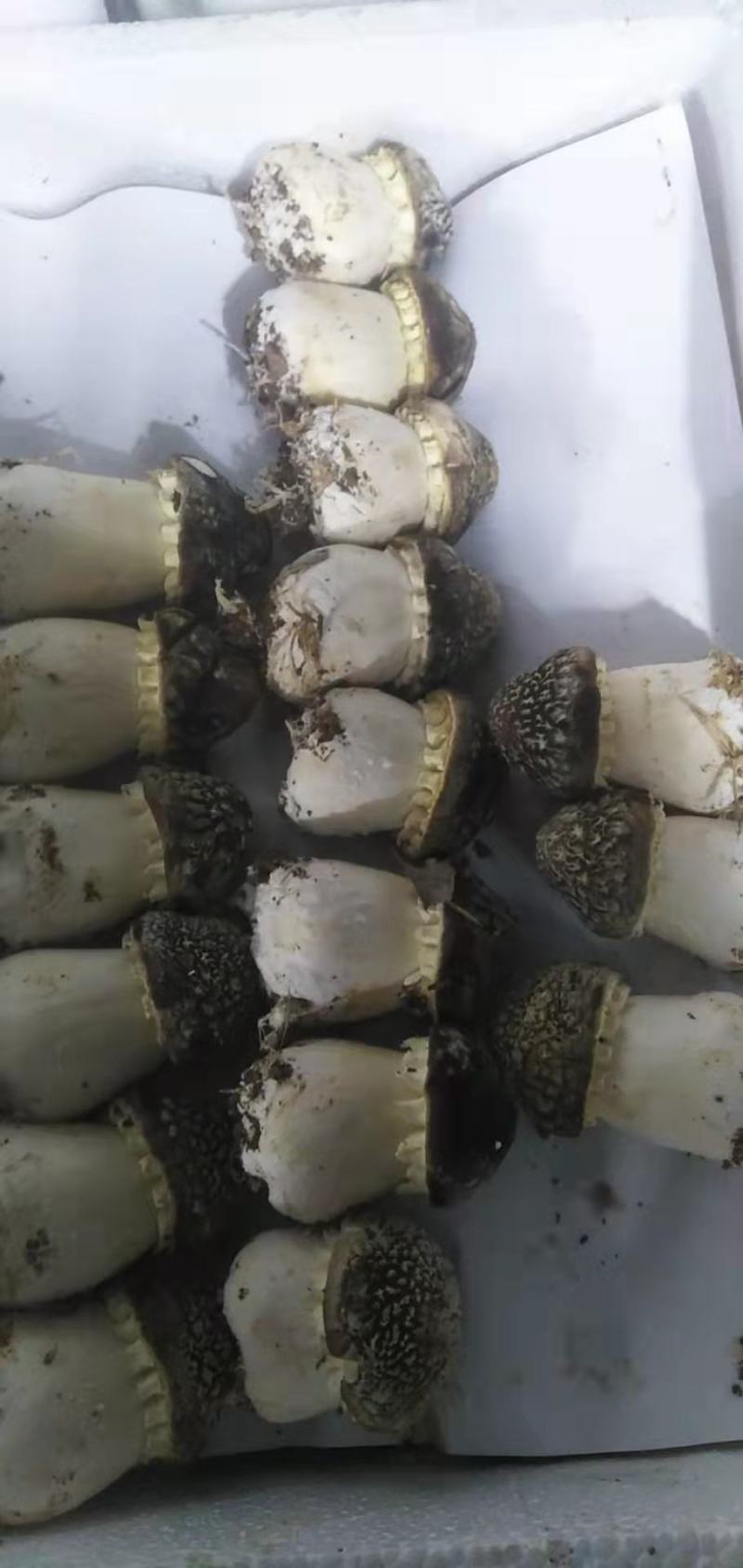 球盖菇