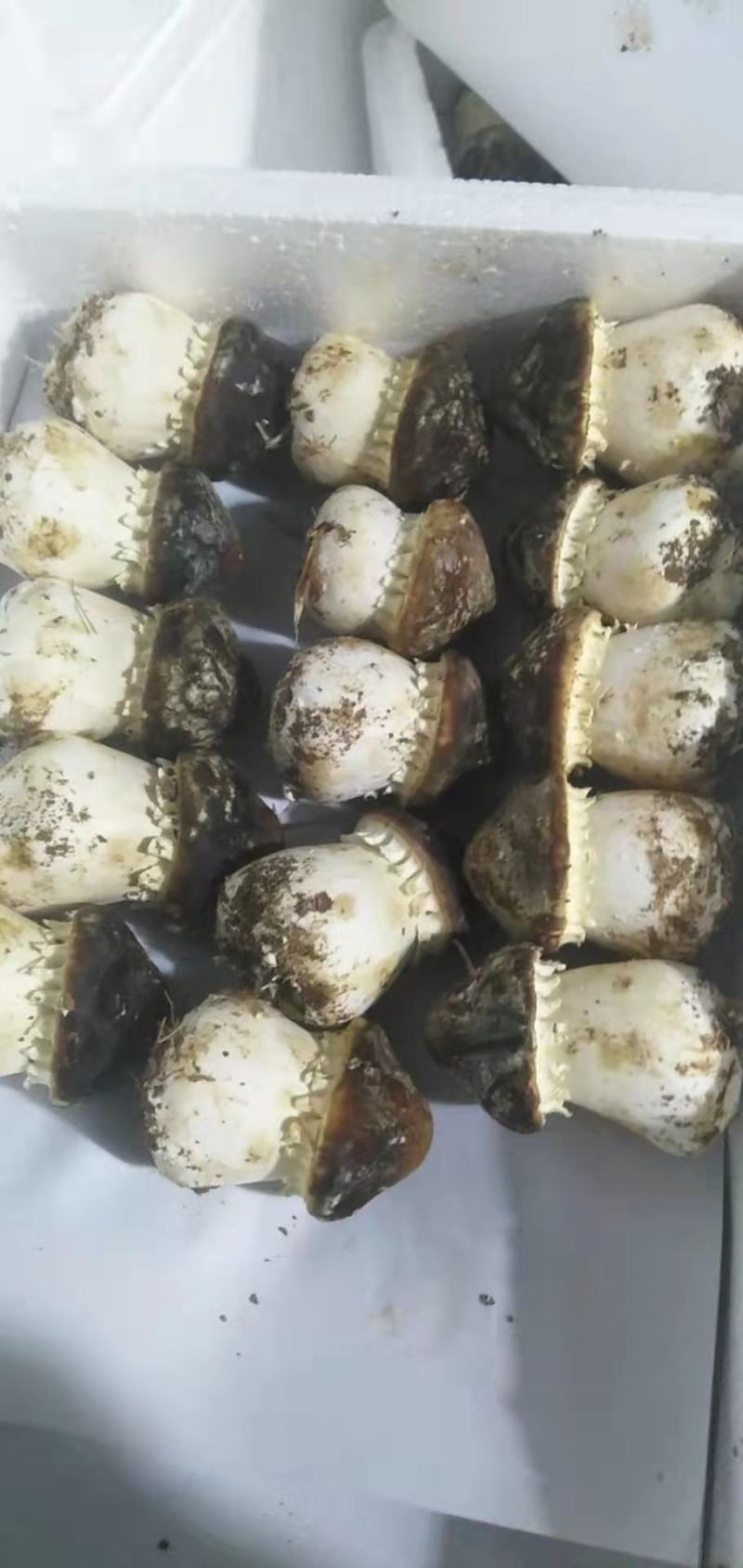 球盖菇