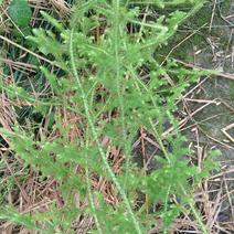 野生伸筋草，粤西野生伸筋草