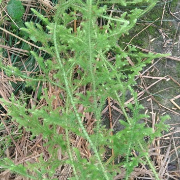 野生伸筋草，粤西野生伸筋草