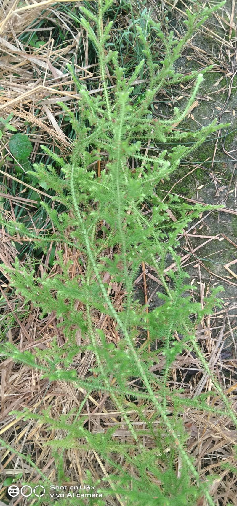 野生伸筋草，粤西野生伸筋草