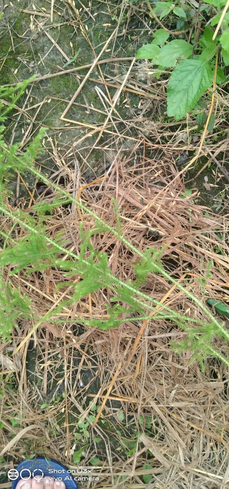 野生伸筋草，粤西野生伸筋草