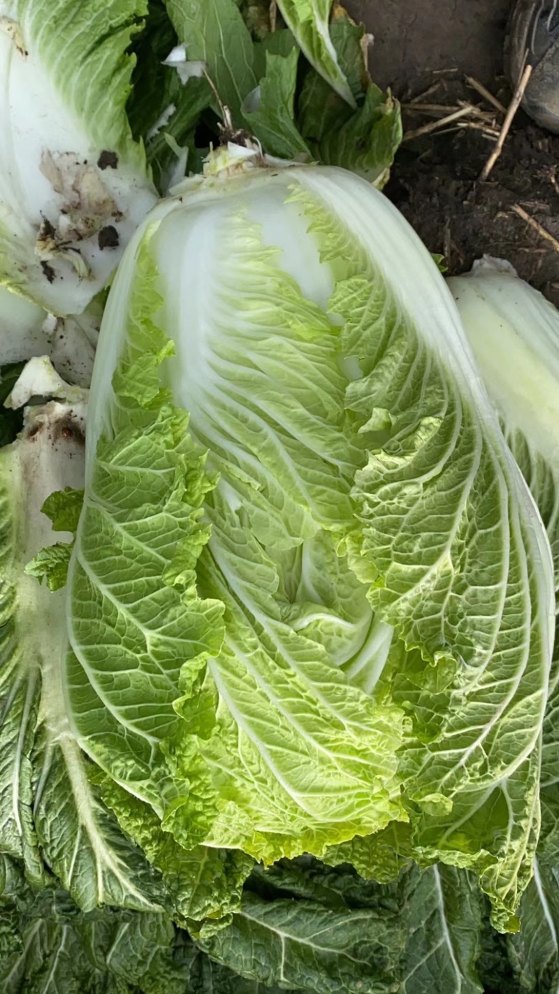 黄心大白菜