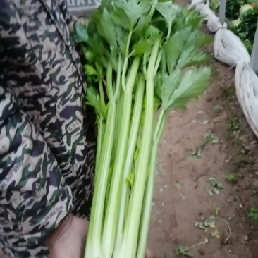 河南省内黄县王保昌蔬菜市场芹菜大量上市