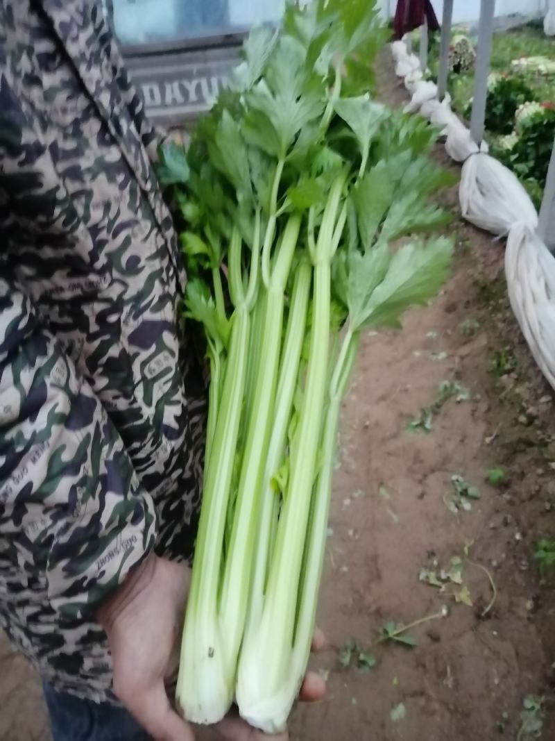 河南省内黄县王保昌蔬菜市场芹菜大量上市