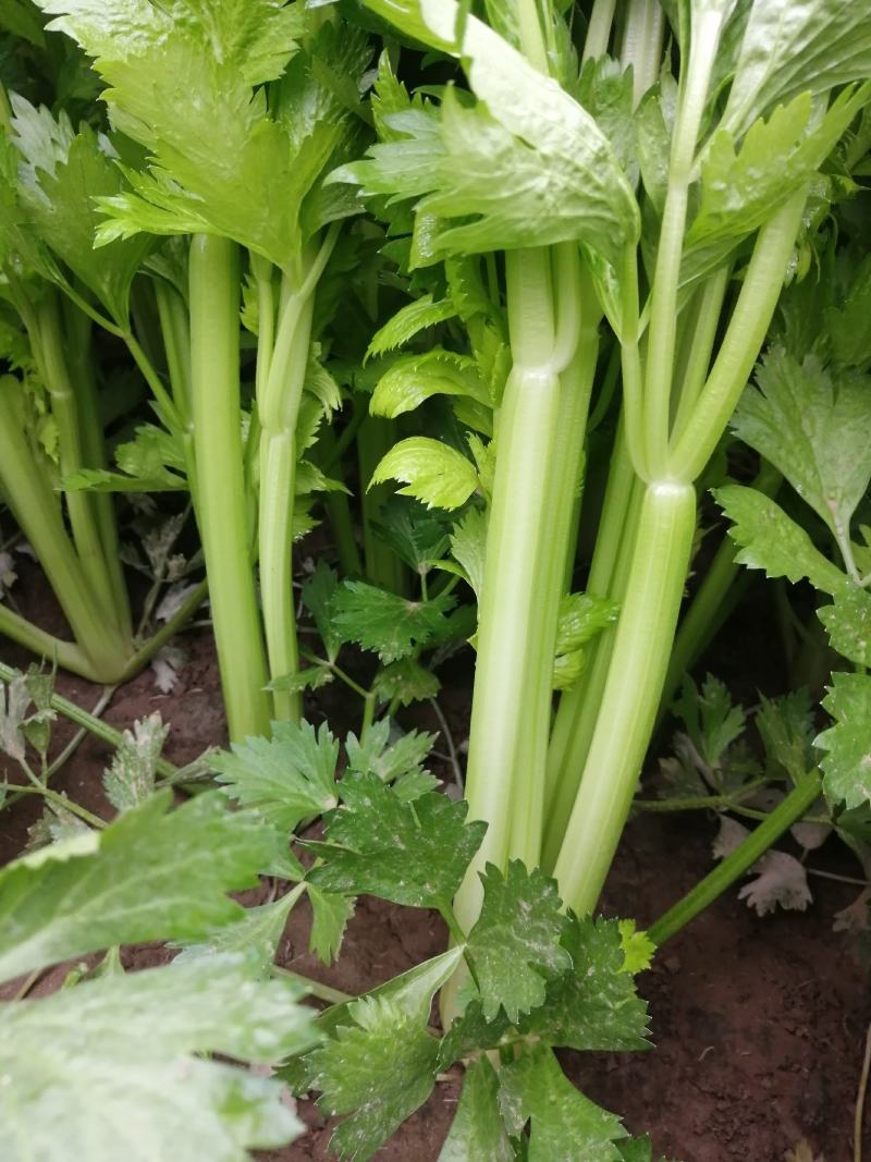 河南省内黄县王保昌蔬菜市场芹菜大量上市