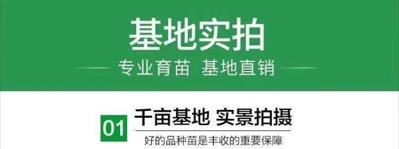 蒙自石榴苗保证品种纯正拒绝假苗合同发货