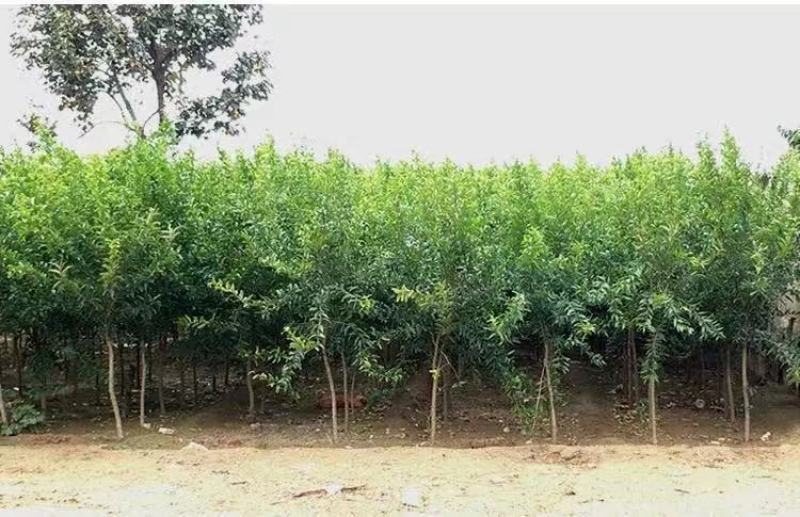 蒙自石榴苗保证品种纯正拒绝假苗合同发货