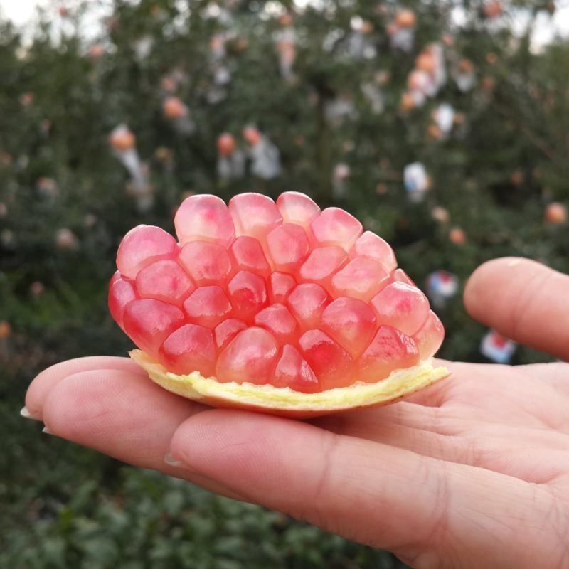 蒙自石榴苗保证品种纯正拒绝假苗合同发货