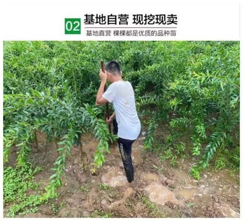 蒙自石榴苗保证品种纯正拒绝假苗合同发货