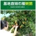 蒙自石榴苗保证品种纯正拒绝假苗合同发货