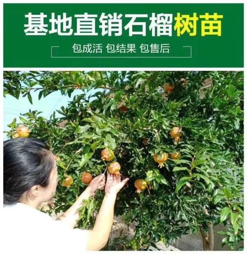 蒙自石榴苗保证品种纯正拒绝假苗合同发货