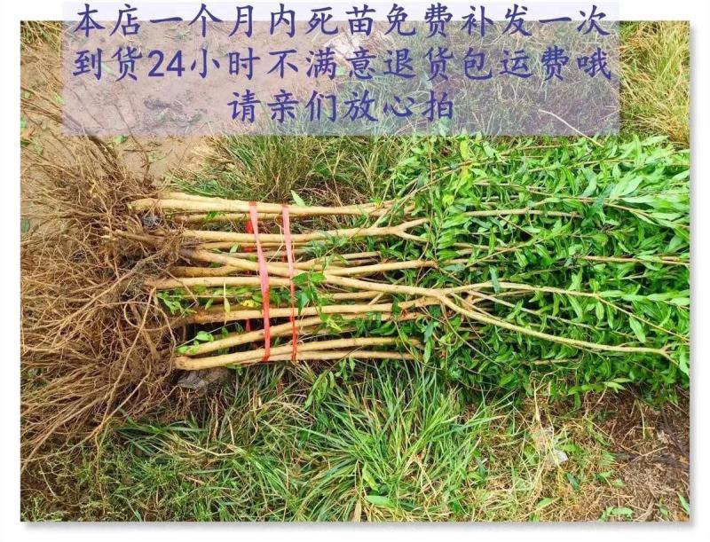 蒙自石榴苗保证品种纯正拒绝假苗合同发货