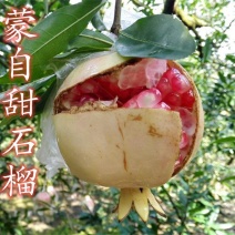 蒙自石榴苗保证品种纯正拒绝假苗合同发货