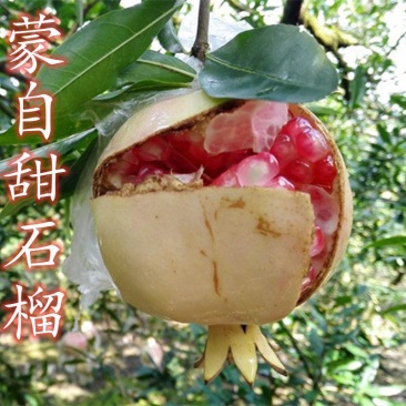 蒙自石榴苗保证品种纯正拒绝假苗合同发货