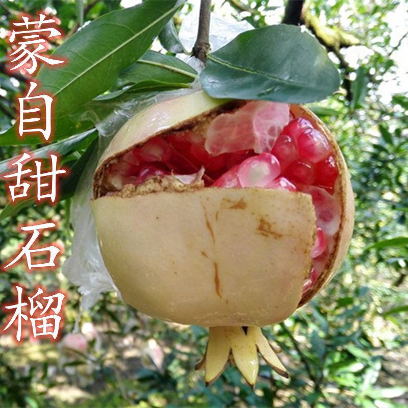 蒙自石榴苗保证品种纯正拒绝假苗合同发货