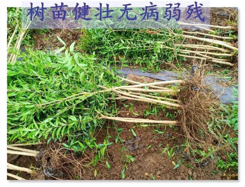 蒙自石榴苗保证品种纯正拒绝假苗合同发货