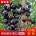现摘现发孕妇嘉宝果沙巴四种口味树葡萄一件代发顺丰包邮
