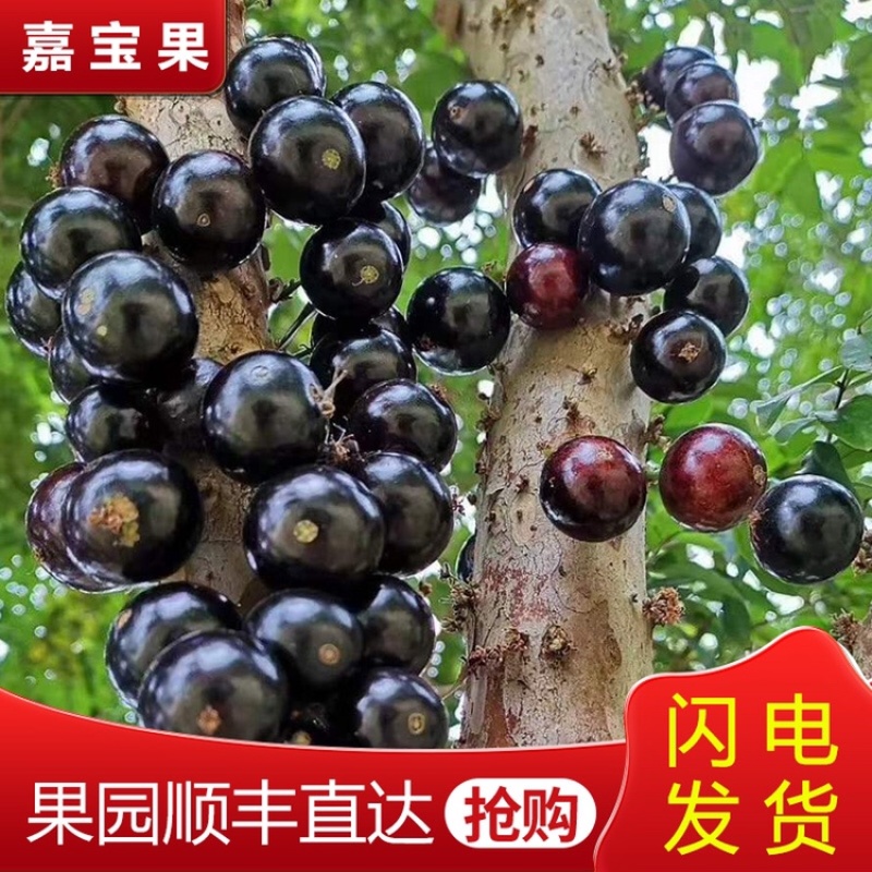 现摘现发孕妇嘉宝果沙巴四种口味树葡萄一件代发顺丰包邮