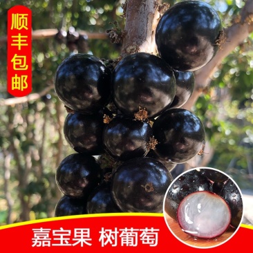 现摘现发孕妇嘉宝果沙巴四种口味树葡萄一件代发顺丰包邮