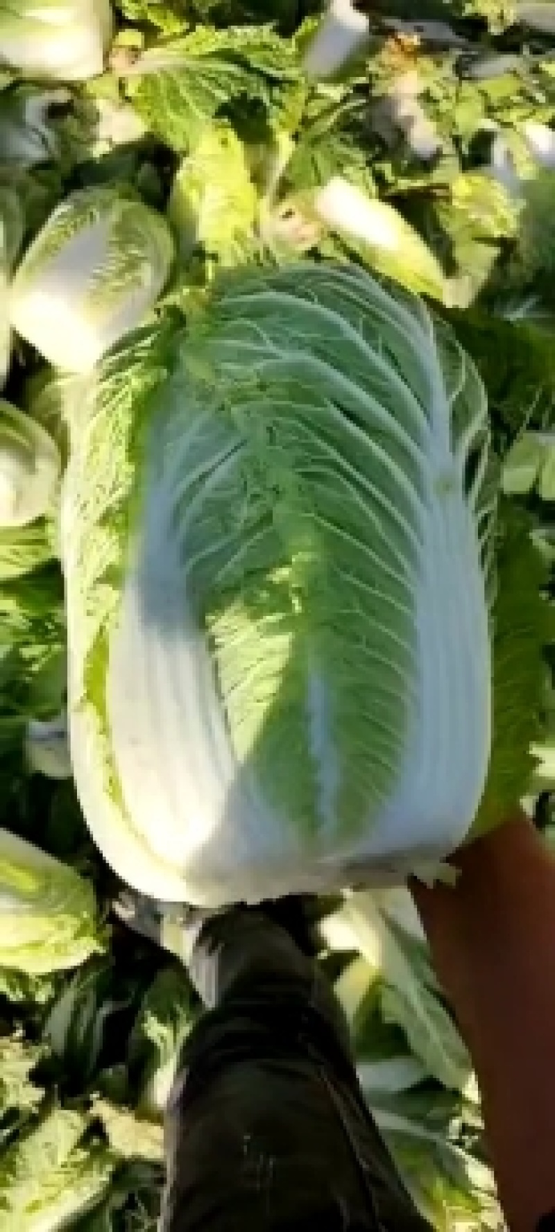 大白菜，甘肃酒泉大白菜物美价廉欢迎采购。
