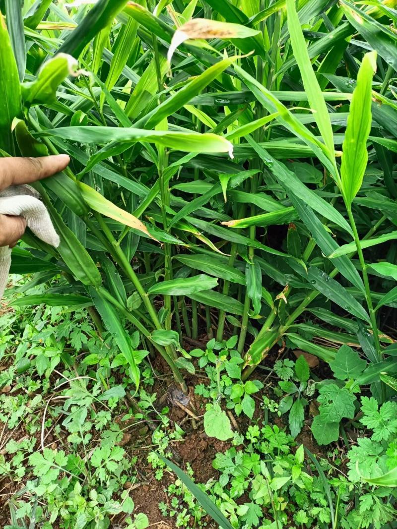 生姜产地货源代办基地直供有需要的联系