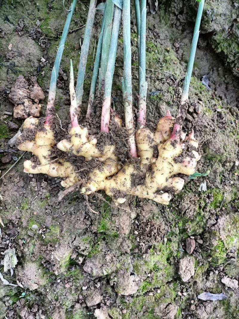 生姜产地货源代办基地直供有需要的联系