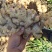 云南中黄姜大量上市。保质保量。有意联系，诚信经营。