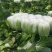 江苏优质白菜黄心大白菜大量上市欢迎新老客户前来选购