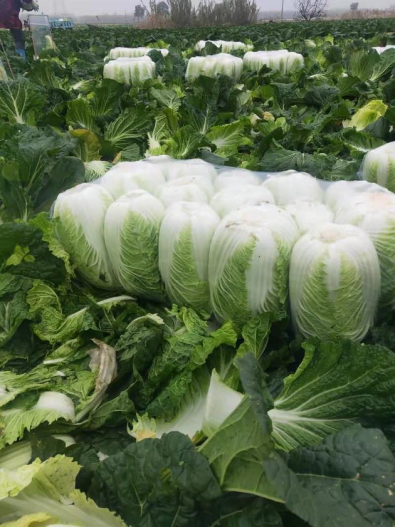 江苏优质白菜黄心大白菜大量上市欢迎新老客户前来选购
