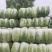 江苏优质白菜黄心大白菜大量上市欢迎新老客户前来选购