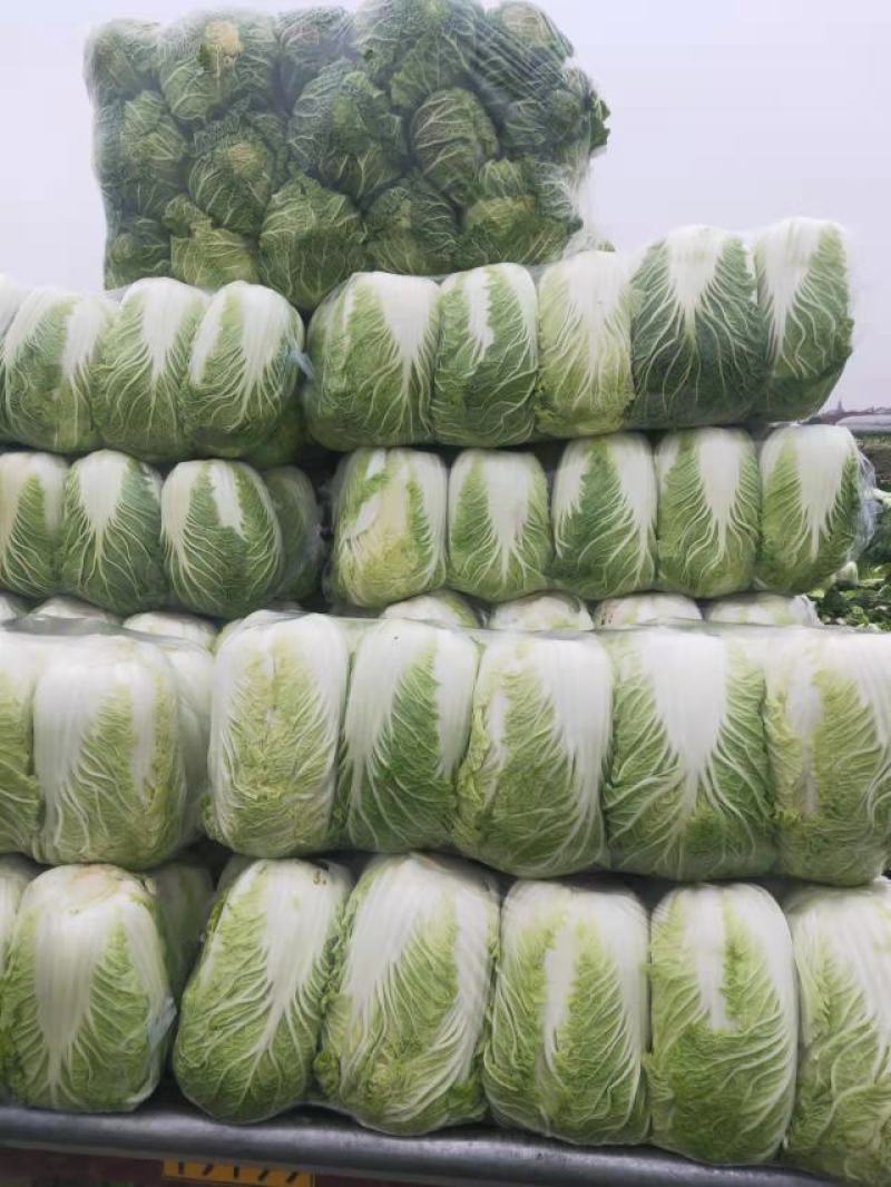 江苏优质白菜黄心大白菜大量上市欢迎新老客户前来选购