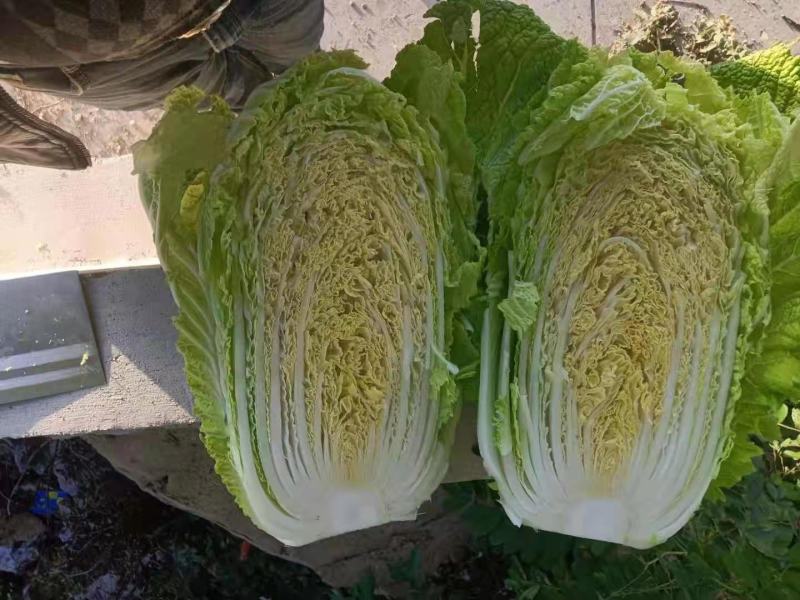 江苏优质白菜黄心大白菜大量上市欢迎新老客户前来选购