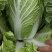 江苏优质白菜黄心大白菜大量上市欢迎新老客户前来选购